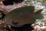 Pacific Gregory (Stegastes fasciolatus)