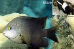 Dusky Gregory (Stegastes nigricans)