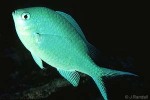Black-axil Chromis (Chromis atripectoralis)