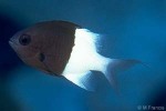Half-and-half Chromis (Chromis iomelas)