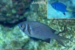 Black Chromis (Chromis xanthura)