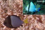 Enlarged Image of 'Dascyllus reticulatus'