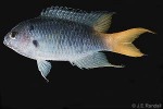 Enlarged Image of 'Neopomacentrus azysron'