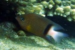 Dick's Damsel (Plectroglyphidodon dickii)