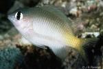 Brighteye Damsel (Plectroglyphidodon imparipennis)