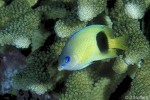 Johnston Island Damsel (Plectroglyphidodon johnstonianus)