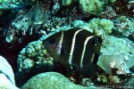 Enlarged Image of 'Plectroglyphidodon phoenixensis'