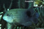 Enlarged Image of 'Stegastes lividus'