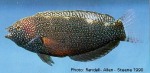 Enlarged Image of 'Macropharyngodon negrosensis'