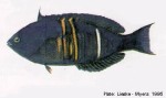Enlarged Image of 'Pseudocoris aurantiofasciatus ?IDSims88'