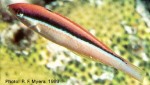 Enlarged Image of 'Pseudojuloides atavai'