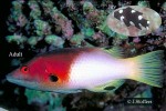 Enlarged Image of 'Bodianus axillaris'