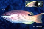 Saddleback Hogfish (Bodianus bilunulatus)