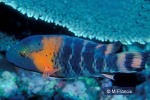 Enlarged Image of 'Cheilinus fasciatus'
