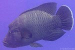 Enlarged Image of 'Cheilinus undulatus'