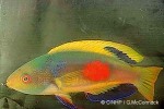 Enlarged Image of 'Cirrhilabrus scottorum'