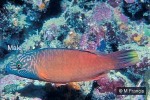Enlarged Image of 'Oxycheilinus digrammus'