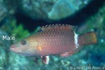 Enlarged Image of 'Oxycheilinus unifasciatus'