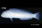 Enlarged Image of 'Cymolutes praetextatus'