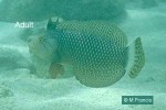 Enlarged Image of 'Novaculichthys taeniourus'