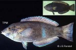 Enlarged Image of 'Anampses geographicus'