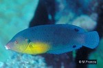 Enlarged Image of 'Anampses twisti'