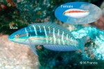 Enlarged Image of 'Coris roseoviridis'