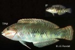 Enlarged Image of 'Halichoeres margaritaceus'