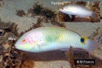 Enlarged Image of 'Halichoeres trimaculatus'
