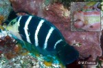 Enlarged Image of 'Hemigymnus fasciatus'