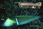 Enlarged Image of 'Hologymnosus doliatus'