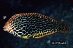 Enlarged Image of 'Macropharyngodon meleagris'