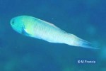 Enlarged Image of 'Thalassoma amblycephalum'