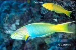 Enlarged Image of 'Thalassoma lutescens'