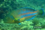 Enlarged Image of 'Thalassoma trilobatum'