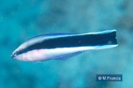 Enlarged Image of 'Labroides dimidiatus'