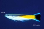 Enlarged Image of 'Labroides rubrolabiatus'