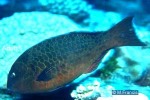 Stareye Parrotfish (Calotomus carolinus)