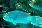 Enlarged Image of 'Chlorurus frontalis'