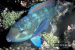 Enlarged Image of 'Chlorurus microrhinos'