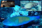 Enlarged Image of 'Chlorurus sordidus'