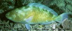 Enlarged Image of 'Hipposcarus longiceps'