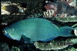 Enlarged Image of 'Scarus altipinnis'