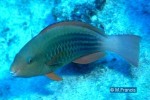 Enlarged Image of 'Scarus frenatus'
