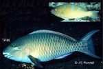 Enlarged Image of 'Scarus ghobban'