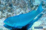 Enlarged Image of 'Scarus globiceps'