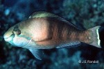 Enlarged Image of 'Scarus longipinnis'