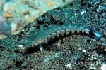 Enlarged Image of 'Parapercis millepunctata'