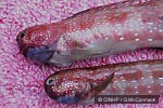 Enlarged Image of 'Blenniella gibbifrons'