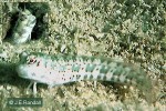Enlarged Image of 'Blenniella periophthalmus'
